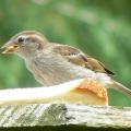 Moineau domestique