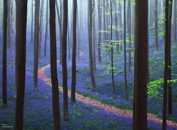 Hallerbos bois de hal jacinthes belgique 7 600x439 jpg